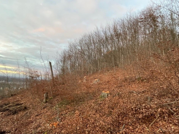 Detailansicht der Holzschlagfläche